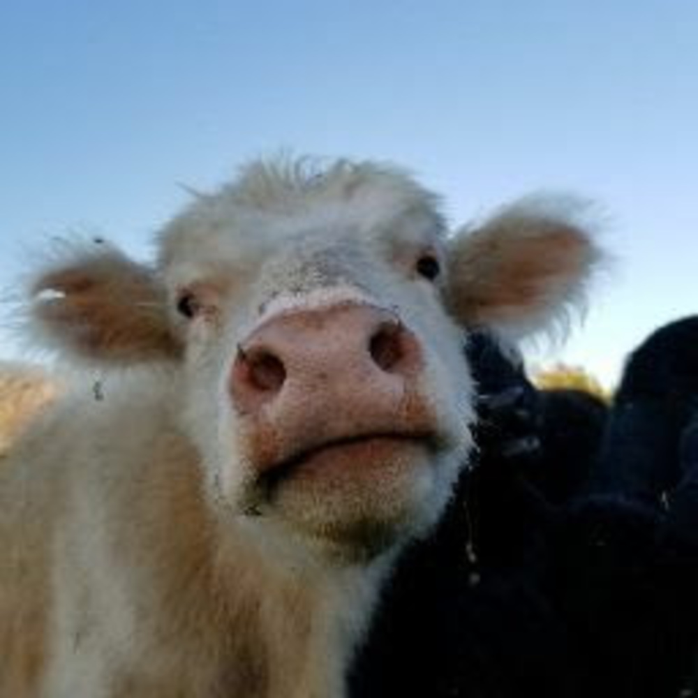 Meet your Posher, Silvia